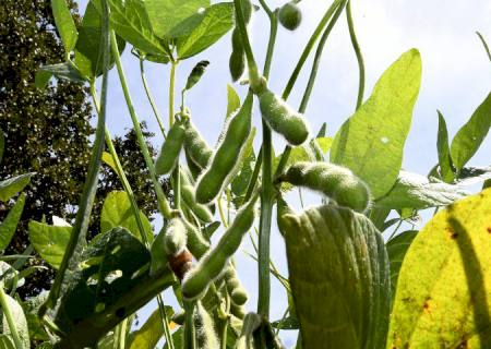 Prazo para plantio de soja tem alterações neste final de ano em Mato Grosso do Sul